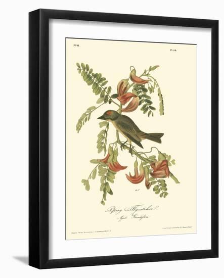 Pipiry Flycatcher-John James Audubon-Framed Art Print