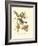 Pipiry Flycatcher-John James Audubon-Framed Art Print