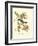 Pipiry Flycatcher-John James Audubon-Framed Art Print