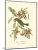 Pipiry Flycatcher-John James Audubon-Mounted Art Print