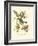 Pipiry Flycatcher-John James Audubon-Framed Art Print