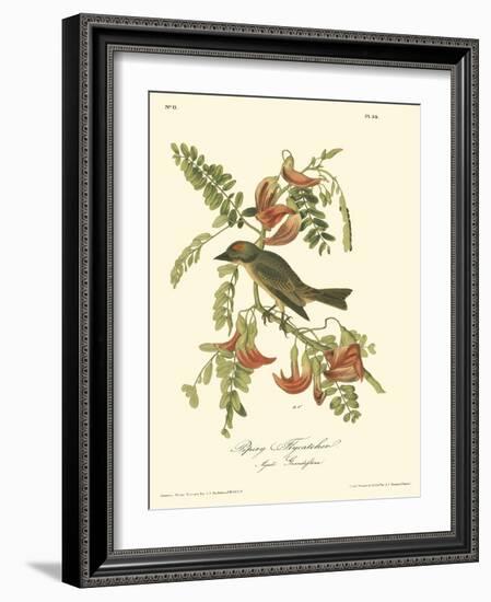 Pipiry Flycatcher-John James Audubon-Framed Art Print