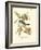 Pipiry Flycatcher-John James Audubon-Framed Art Print