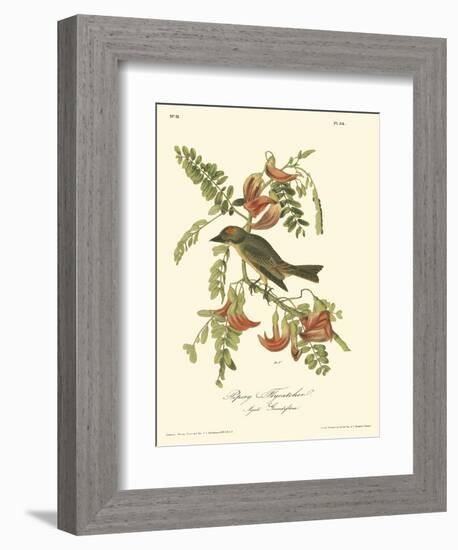 Pipiry Flycatcher-John James Audubon-Framed Art Print