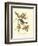 Pipiry Flycatcher-John James Audubon-Framed Art Print