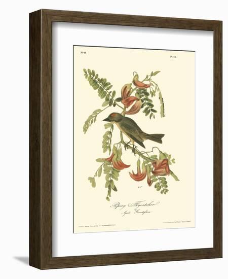 Pipiry Flycatcher-John James Audubon-Framed Art Print