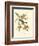 Pipiry Flycatcher-John James Audubon-Framed Art Print