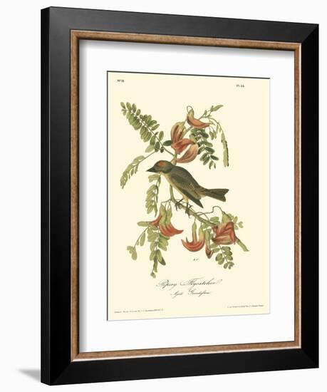 Pipiry Flycatcher-John James Audubon-Framed Art Print