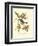 Pipiry Flycatcher-John James Audubon-Framed Art Print