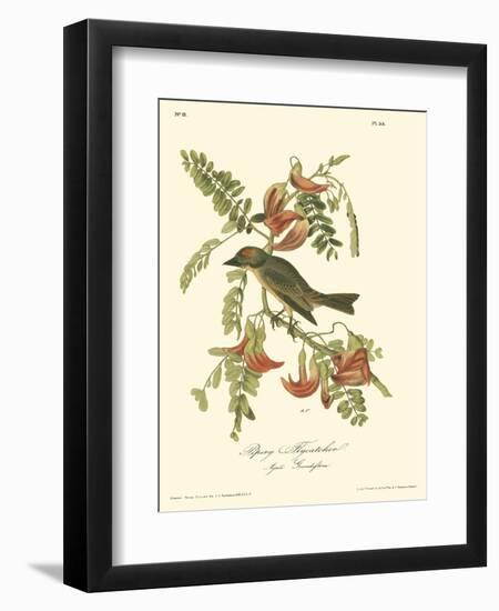 Pipiry Flycatcher-John James Audubon-Framed Art Print