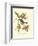 Pipiry Flycatcher-John James Audubon-Framed Art Print