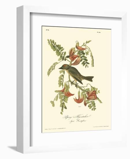 Pipiry Flycatcher-John James Audubon-Framed Art Print