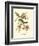 Pipiry Flycatcher-John James Audubon-Framed Art Print