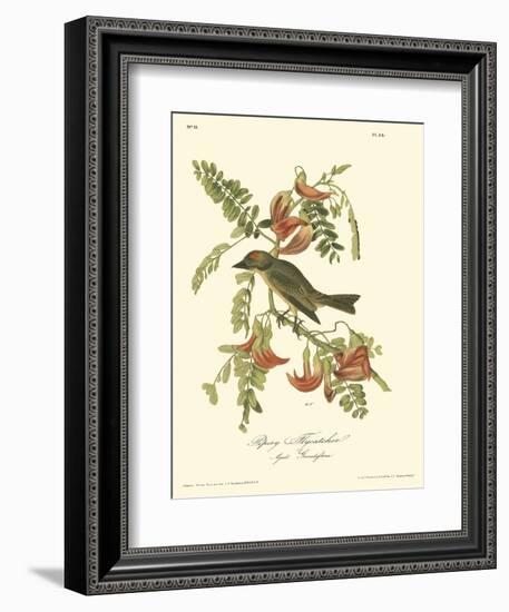 Pipiry Flycatcher-John James Audubon-Framed Art Print