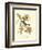 Pipiry Flycatcher-John James Audubon-Framed Art Print