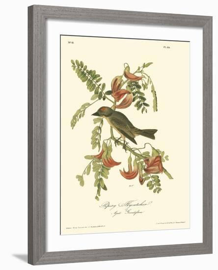 Pipiry Flycatcher-John James Audubon-Framed Art Print