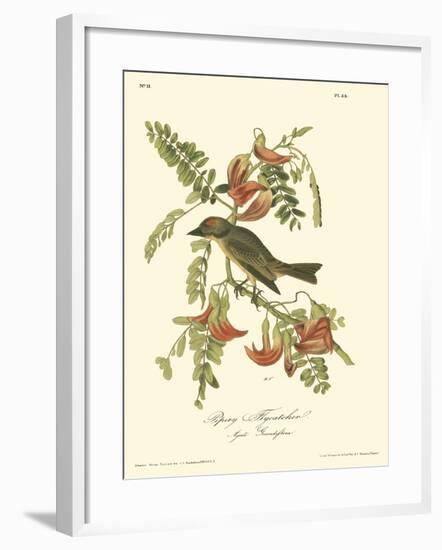 Pipiry Flycatcher-John James Audubon-Framed Art Print