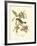 Pipiry Flycatcher-John James Audubon-Framed Art Print