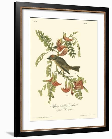 Pipiry Flycatcher-John James Audubon-Framed Art Print