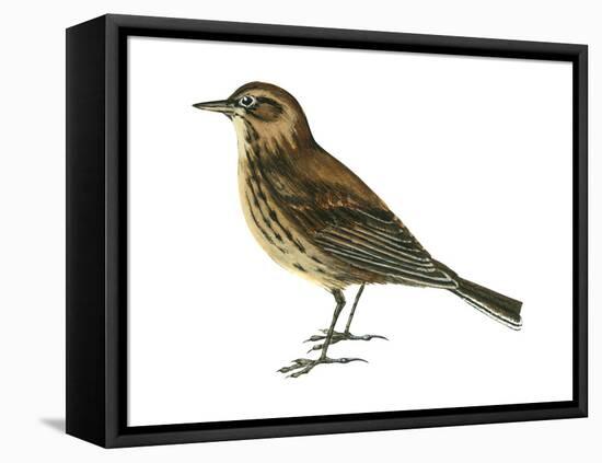 Pipit (Anthus Spinoletta), Birds-Encyclopaedia Britannica-Framed Stretched Canvas