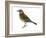 Pipit (Anthus Spinoletta), Birds-Encyclopaedia Britannica-Framed Art Print