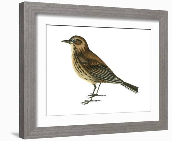 Pipit (Anthus Spinoletta), Birds-Encyclopaedia Britannica-Framed Art Print