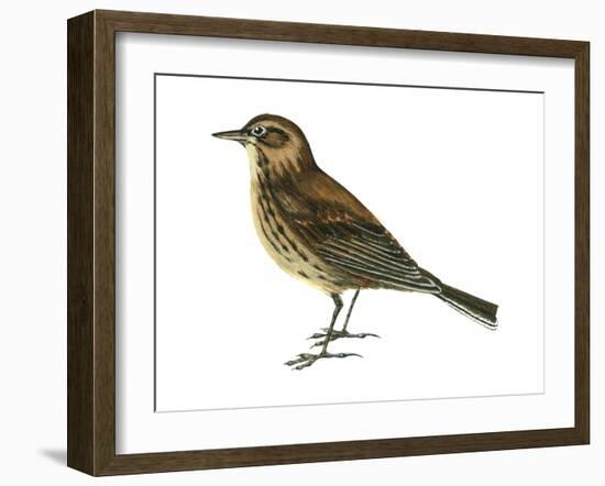 Pipit (Anthus Spinoletta), Birds-Encyclopaedia Britannica-Framed Art Print