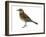 Pipit (Anthus Spinoletta), Birds-Encyclopaedia Britannica-Framed Art Print