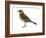 Pipit (Anthus Spinoletta), Birds-Encyclopaedia Britannica-Framed Art Print