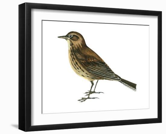 Pipit (Anthus Spinoletta), Birds-Encyclopaedia Britannica-Framed Art Print