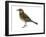 Pipit (Anthus Spinoletta), Birds-Encyclopaedia Britannica-Framed Art Print