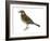 Pipit (Anthus Spinoletta), Birds-Encyclopaedia Britannica-Framed Art Print