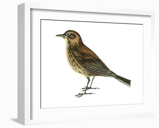 Pipit (Anthus Spinoletta), Birds-Encyclopaedia Britannica-Framed Art Print