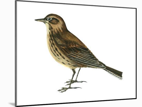 Pipit (Anthus Spinoletta), Birds-Encyclopaedia Britannica-Mounted Art Print