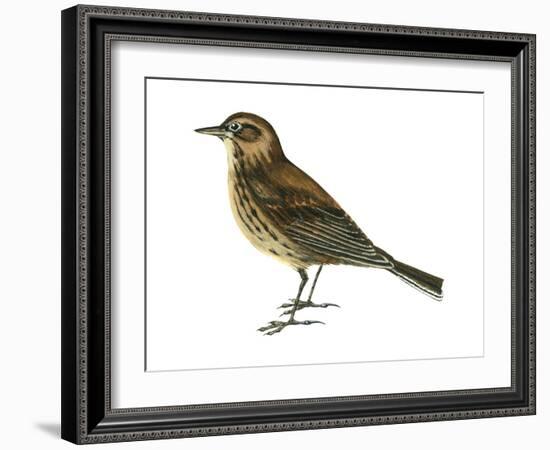 Pipit (Anthus Spinoletta), Birds-Encyclopaedia Britannica-Framed Art Print