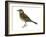 Pipit (Anthus Spinoletta), Birds-Encyclopaedia Britannica-Framed Art Print