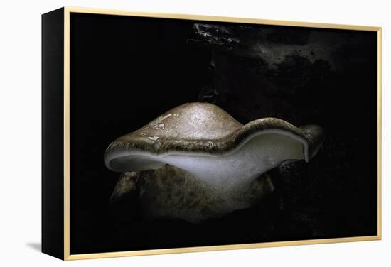 Piptoporus Betulinus (Birch Polypore, Birch Bracket, Razor Strop Fungus)-Paul Starosta-Framed Premier Image Canvas