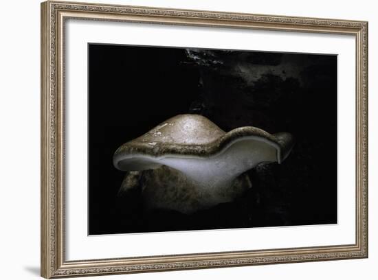 Piptoporus Betulinus (Birch Polypore, Birch Bracket, Razor Strop Fungus)-Paul Starosta-Framed Photographic Print