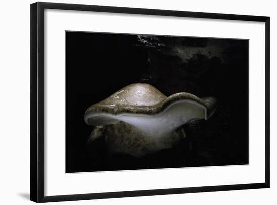 Piptoporus Betulinus (Birch Polypore, Birch Bracket, Razor Strop Fungus)-Paul Starosta-Framed Photographic Print