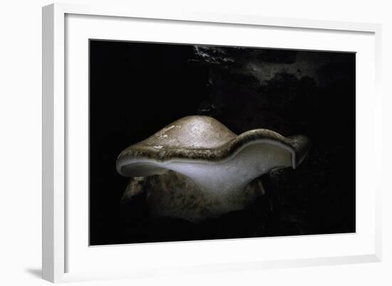 Piptoporus Betulinus (Birch Polypore, Birch Bracket, Razor Strop Fungus)-Paul Starosta-Framed Photographic Print