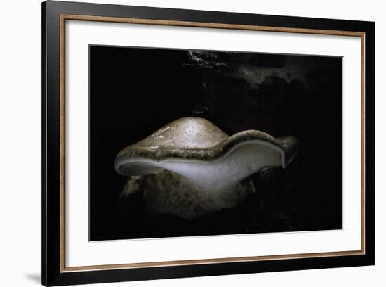 Piptoporus Betulinus (Birch Polypore, Birch Bracket, Razor Strop Fungus)-Paul Starosta-Framed Photographic Print