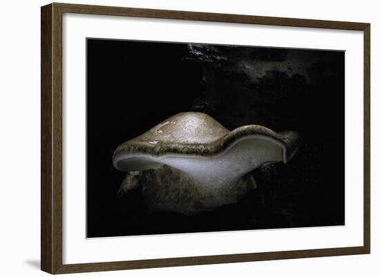 Piptoporus Betulinus (Birch Polypore, Birch Bracket, Razor Strop Fungus)-Paul Starosta-Framed Photographic Print