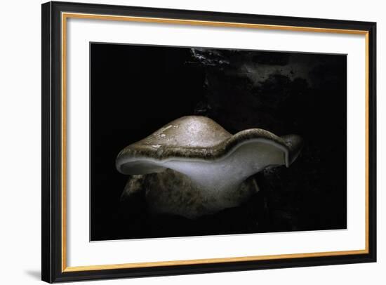 Piptoporus Betulinus (Birch Polypore, Birch Bracket, Razor Strop Fungus)-Paul Starosta-Framed Photographic Print