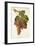 Piquepoul Gris Grape-J. Troncy-Framed Giclee Print