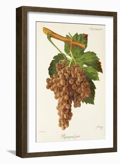 Piquepoul Gris Grape-J. Troncy-Framed Giclee Print