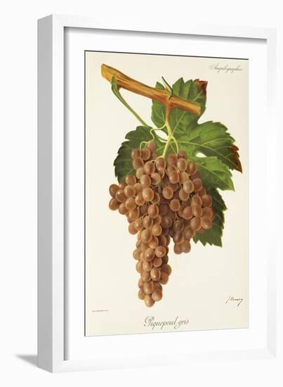 Piquepoul Gris Grape-J. Troncy-Framed Giclee Print