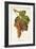 Piquepoul Gris Grape-J. Troncy-Framed Giclee Print
