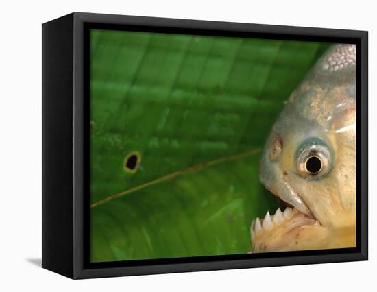 Piranha, Pantanal, Brazil-Staffan Widstrand-Framed Premier Image Canvas