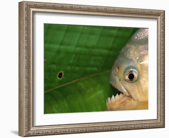 Piranha, Pantanal, Brazil-Staffan Widstrand-Framed Photographic Print