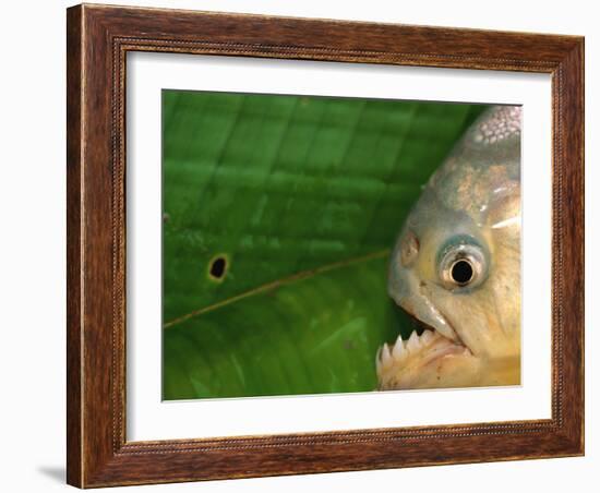 Piranha, Pantanal, Brazil-Staffan Widstrand-Framed Photographic Print